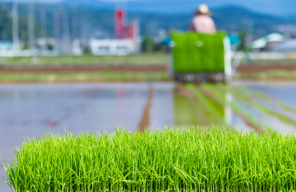 種まきから出荷まで、すべて自社で管理