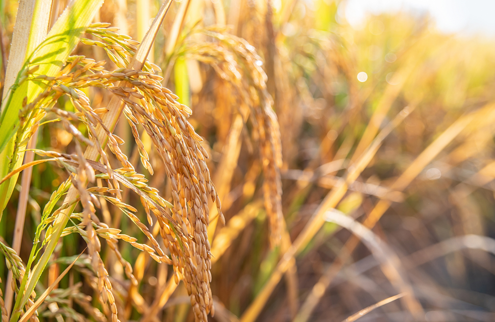 乾燥と選別設備へのこだわり