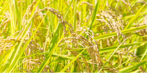 おいしいお米を