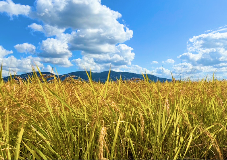 種まきから出荷まで、田んぼの想いをそのまま食卓へ